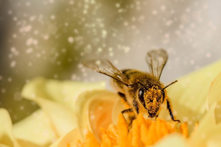 Abeilles : cinq néonicotinoïdes interdits à compter de septembre